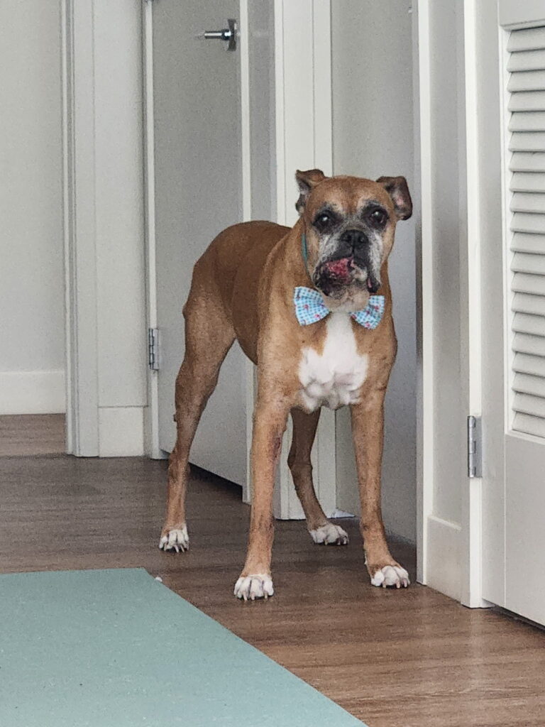 Robbie the boxer dog, forever co-pilot of The Long Way Living