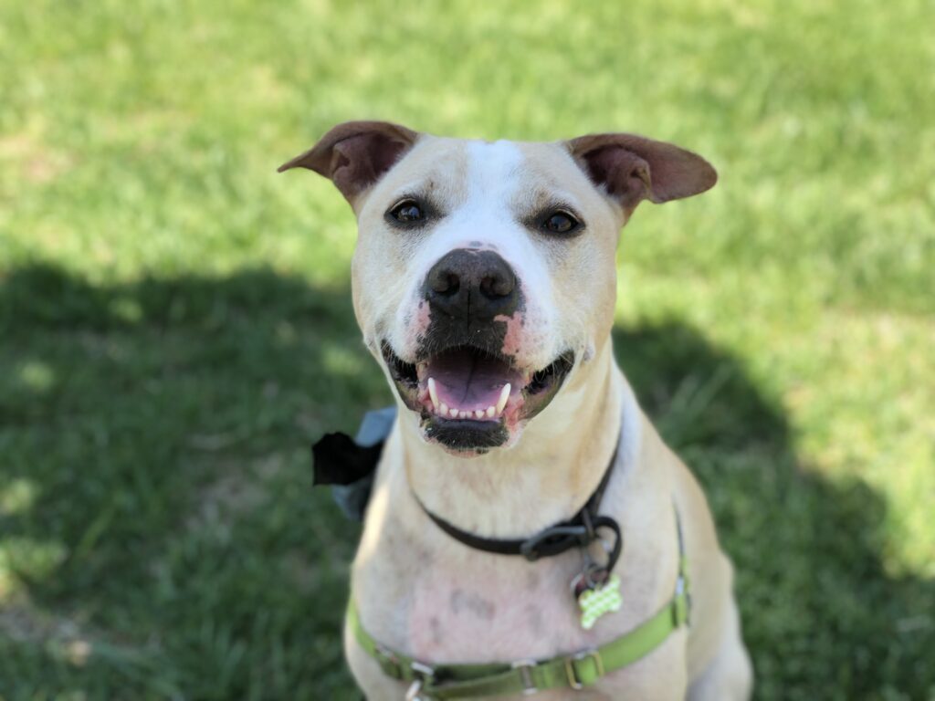 Verde the pittie mix rescue dog, 14 years old, co-pilot of The Long Way Living
