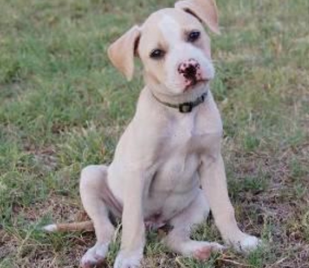 Verde the pittie mix rescue dog, 14 years old, co-pilot of The Long Way Living
