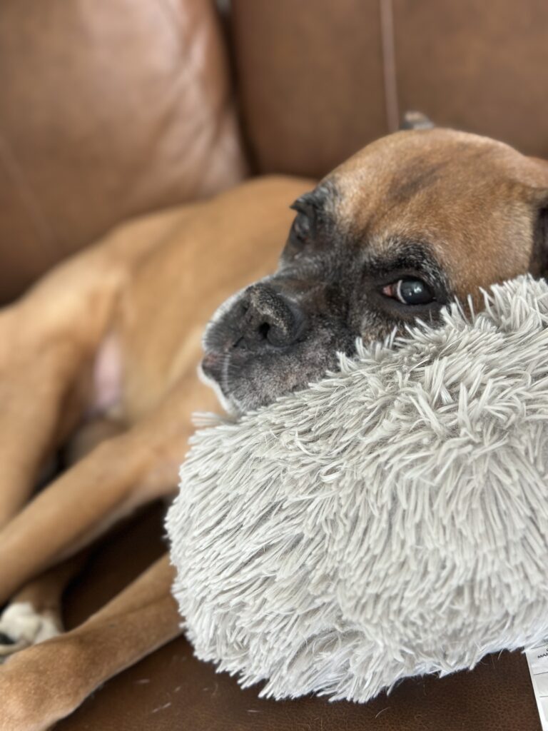Robbie the boxer dog, forever co-pilot of The Long Way Living