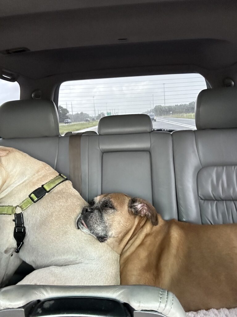Robbie the boxer dog, forever co-pilot of The Long Way Living