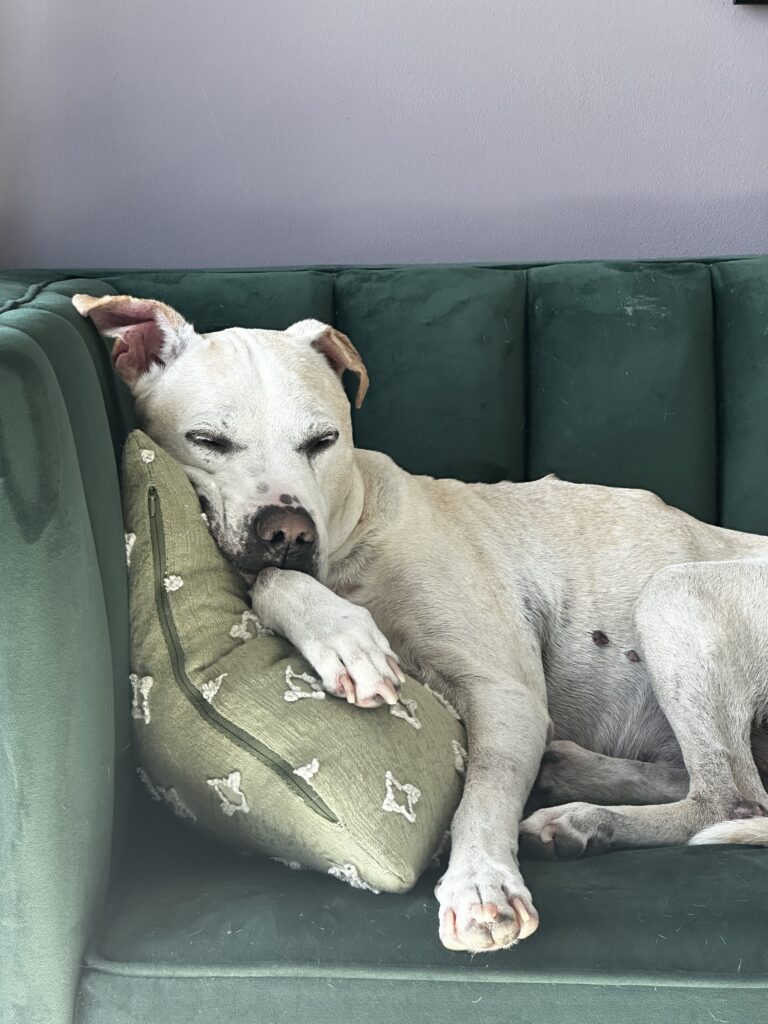 Verde the pittie mix rescue dog, 14 years old, co-pilot of The Long Way Living