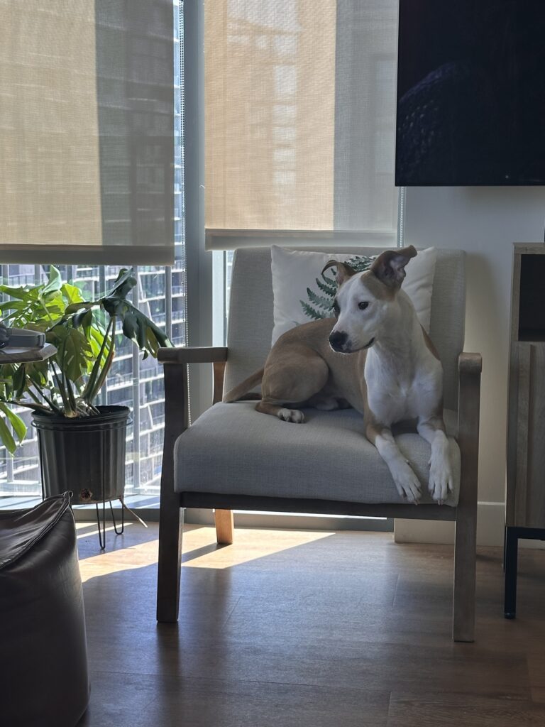 Quinn the pittie mix rescue dog, 1.5 years old, co-pilot of The Long Way Living