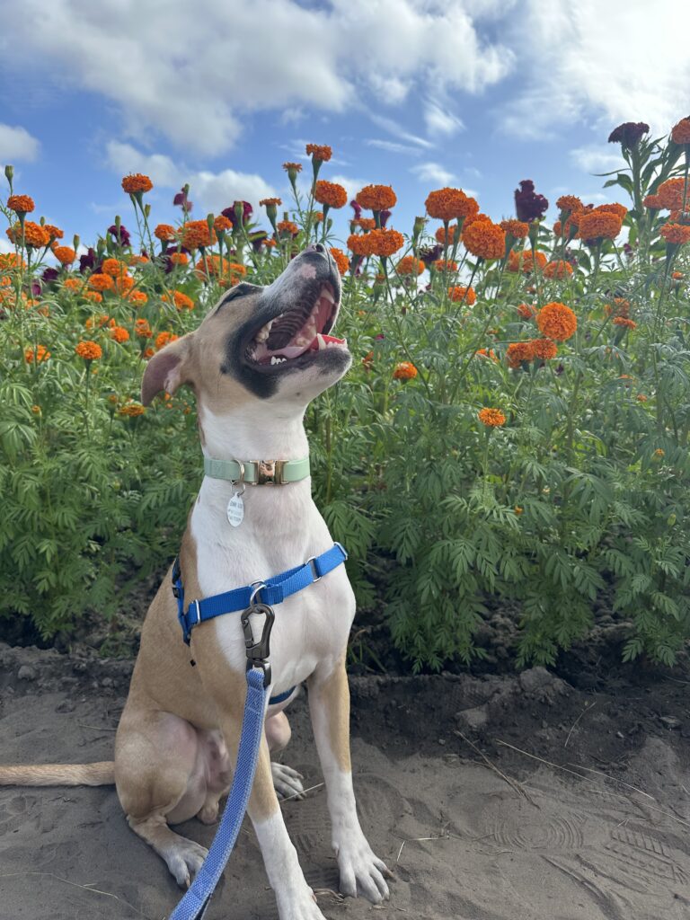 Quinn the pittie mix rescue dog, 1.5 years old, co-pilot of The Long Way Living