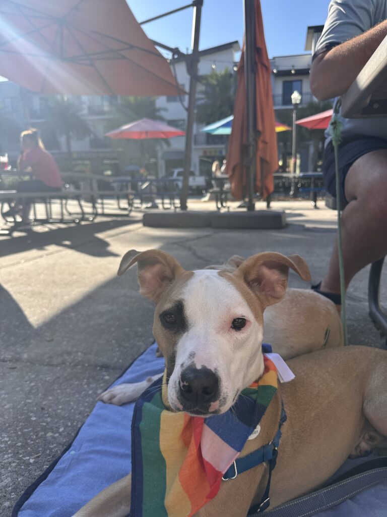 Quinn the pittie mix rescue dog, 1.5 years old, co-pilot of The Long Way Living